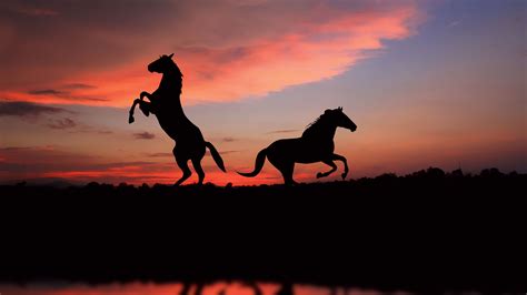 horse, silhouette, sunset, 4k, HD Wallpaper | Rare Gallery