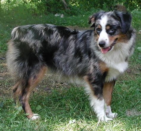 Australian Shepherd - Puppies, Pictures, Miniature, Diet, Breeding, Life Cycles, Facts, Habitat ...