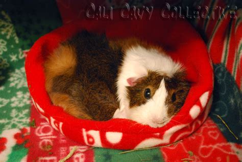 Cali Cavy Collective: a blog about all things guinea pig: Secrets of Fleece Bedding for Guinea ...