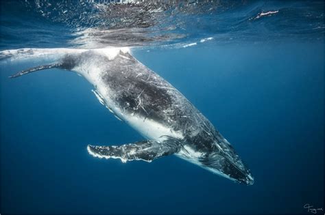 Whales 24 Whale Watching Bundaberg Lady Musgrave Experience Great Barrier Reef