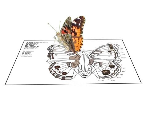 On the wings of Lepidoptera