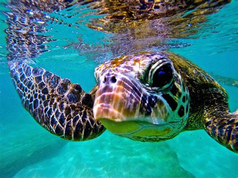 Hawaii’s Incredible Wildlife in 10 Photos