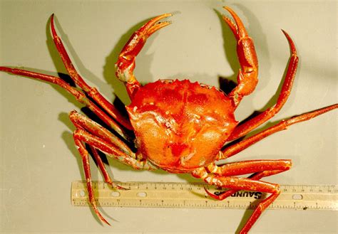 Atlantic Deep-Sea Red Crab | NOAA Fisheries