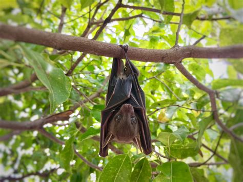 To Stop New Viruses Infecting Humans, We Must Protect Bat Habitat - Modern Farmer