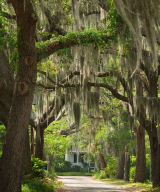 Live oak care and growing guide: tips for these trees | Gardeningetc