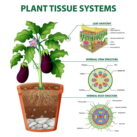 Premium Vector | Diagram showing plant tissue systems