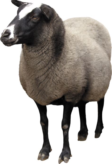 Free Sheep PNG Transparent Images, Download Free Sheep PNG Transparent Images png images, Free ...