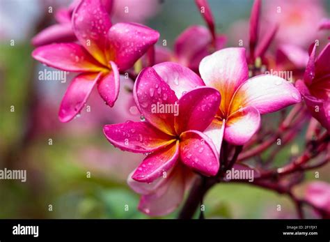 Flor de Mayo, cacaloxochitl, Flower Stock Photo - Alamy