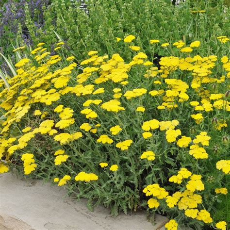 Achillea m. 'Little Moonshine' Yarrow - Plants4Home