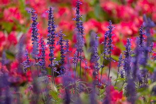 Buchart Flowers | Some flowers at Buchart Gardens, Vancouver… | josullivan.59 | Flickr