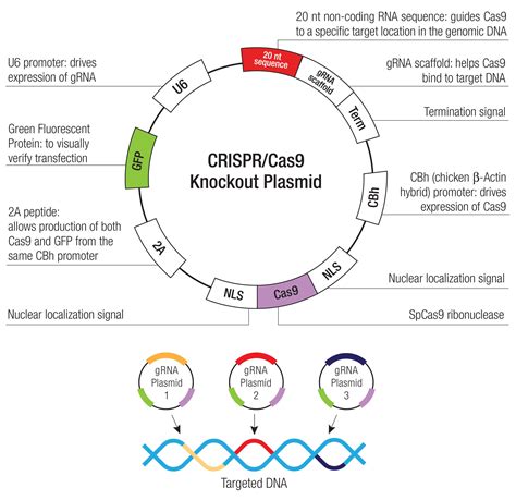 caspase-9 CRISPR/Cas9 KO Plasmid | Santa Cruz Biotech