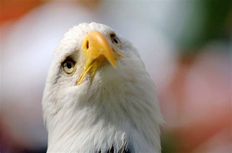 US eagle webcam becomes internet sensation