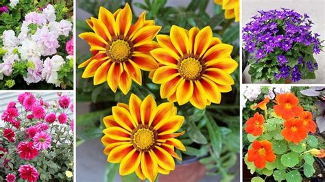 30 BEST Winter Flowers To GROW In Sept-OCT - YouTube