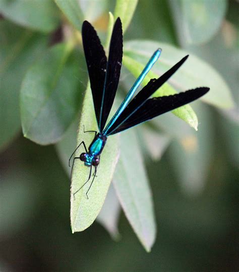 Southern Lagniappe: A visit with an Ebony Jewelwing Damselfly