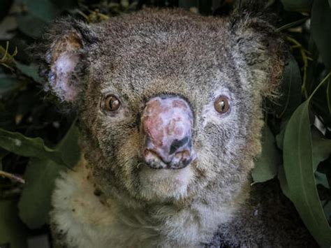 3 billion animals harmed by Australia’s fires | Stories | WWF