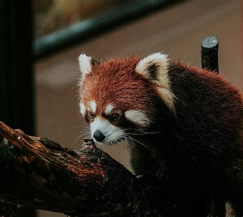 Akhirnya untuk Pertama Panda Merah Lahir di Taman Safari Indonesia, Lihat Lucunya!