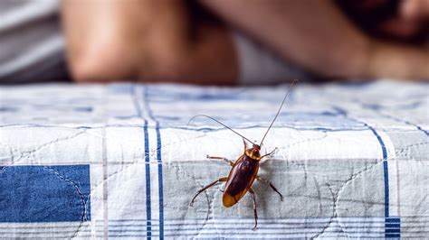 What Does a Cockroach Bite Look Like? (and Should You Worry?)