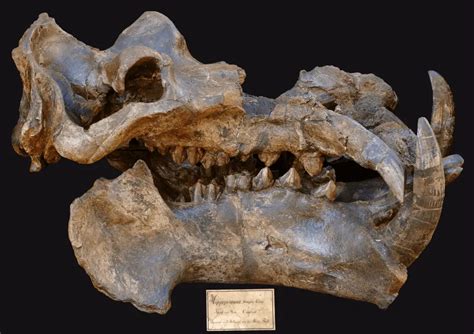 New insights into the mechanisms into how ungulates got bigger in the Neogene - HeritageDaily ...