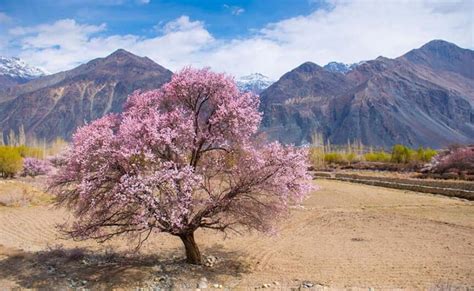 Apricot Flower Tour of Ladakh | Special Interest | Ladakh Tourism Package