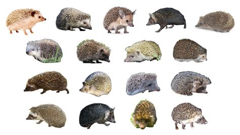 Hedgehog Breeds