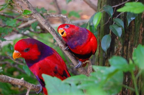 File:Violet-necked Lory (Eos squamata) -two in tree.jpg - Wikimedia Commons