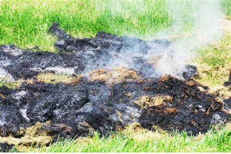 Can You Burn Grass: How it Can be Safely Done - Flourishing Plants