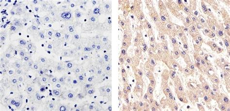 CD146 Antibody (34-6800)