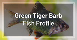 15 Best Tiger Barb Tank Mates - Full List of Tiger Barb Compatible Fish