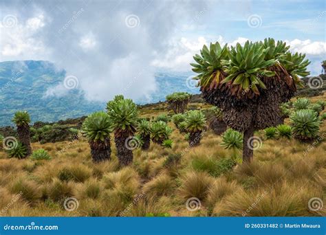 Giant Groundsels Growing in the Wild at Aberdare National Park, Kenya ...