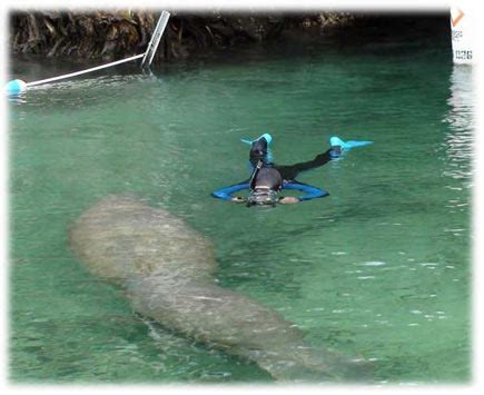 Snorkel with Manatees Crystal River Florida Manatee Snorkel Guided Tour