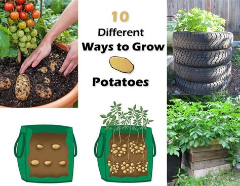 18 Different Ways to Grow Potatoes in Small Space | Growing potatoes ...