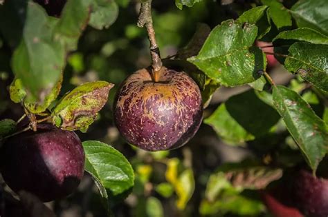 Arkansas Black Apple Tree for Sale - Buying & Growing Guide - Trees.com