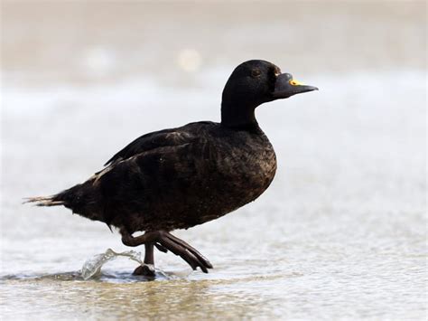 Common Scoter Bird Facts (Melanitta nigra) | Bird Fact