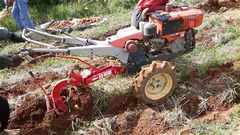 Potato Harvesting - YouTube