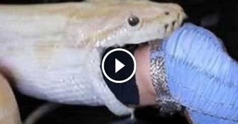 [Shocking] Girl eaten alive by a snake, Girl eaten alive by a snake 18 ...