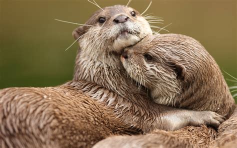 Download A loving otter couple embracing each other Wallpaper | Wallpapers.com