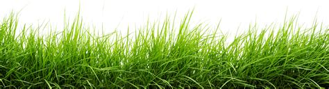 14+ Vector Grass Background Png