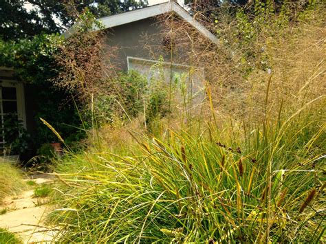 Sporobolus airoides is a beautiful CA native grass that holds it's pretty seed head well into ...