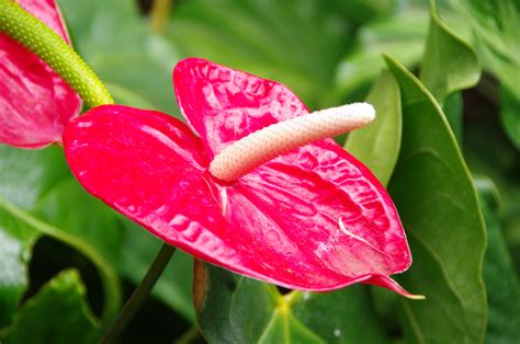 How to care your plants. Tips , tricks and knowledge !: Anthurium