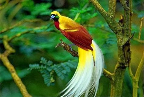 🔥 [74+] Birds Of Paradise Wallpapers | WallpaperSafari