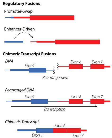 Terminology — Gene Fusion Guidelines HEAD documentation