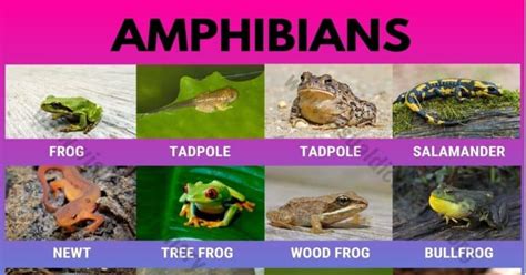 Amphibians: 15 Common Names of Amphibians | Great List of Amphibians - Visual Dictionary