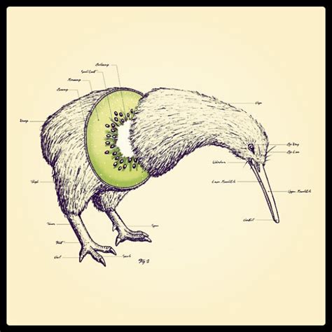 the anatomy of a #kiwi #bird #intervenue #science #love #b… | Flickr