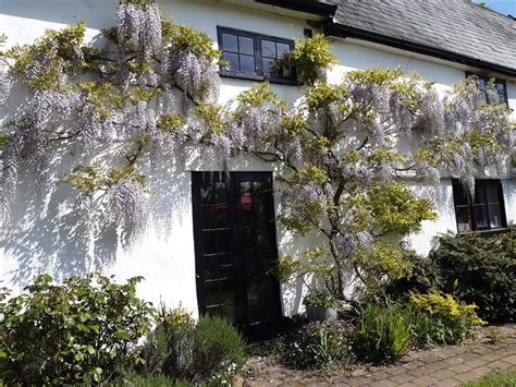 Wisteria | Garden