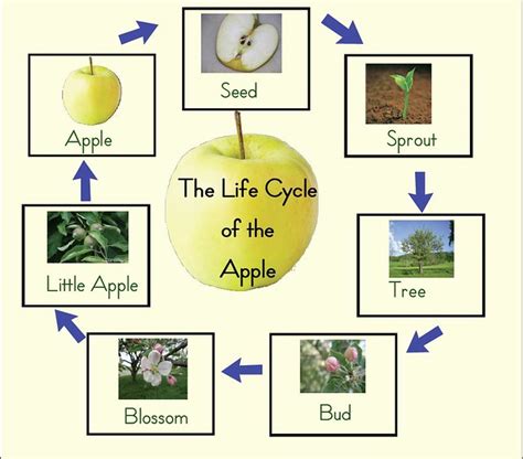 Apple Life Cycle | Flickr - Photo Sharing!