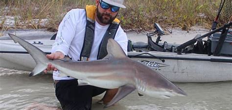 Fish Rules - Shark, Blacktip in FL State Waters