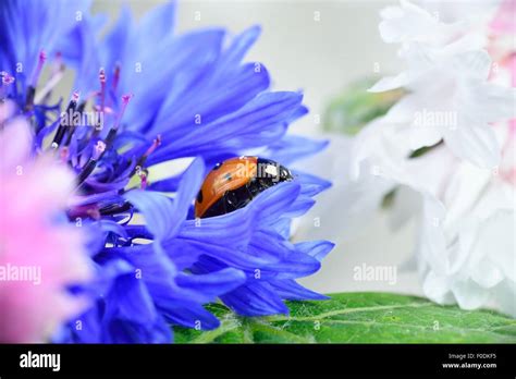 Ladybug walking on colourful flowers Stock Photo - Alamy