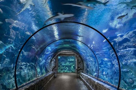 Shark Reef Discount Tickets - Las Vegas Attractions Discount Codes