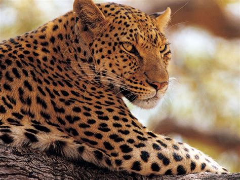 Where to see wildlife in Namibia | Blog | Discover the World