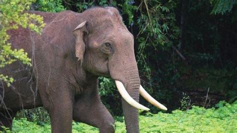 Protest in Idukki after operation to capture rogue elephant stayed by Kerala HC | Latest News ...